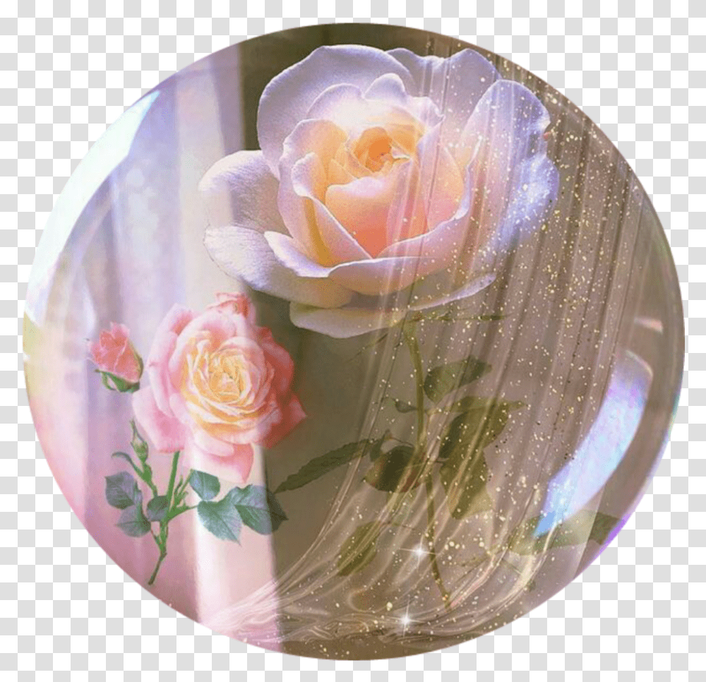 Aesthetic Vintage Burbujas Roses Rosa Garden Roses, Plant, Flower, Blossom Transparent Png