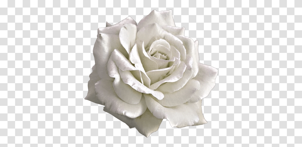 Aesthetic White Rose Aesthetic Pink Rose, Flower, Plant, Blossom, Accessories Transparent Png