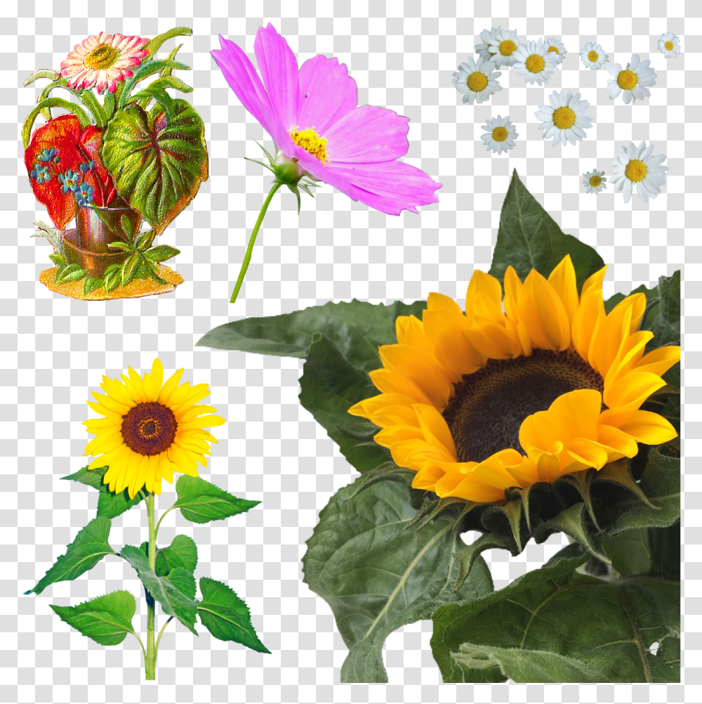 Aesthetic Yellow Overlays, Plant, Flower, Blossom, Sunflower Transparent Png