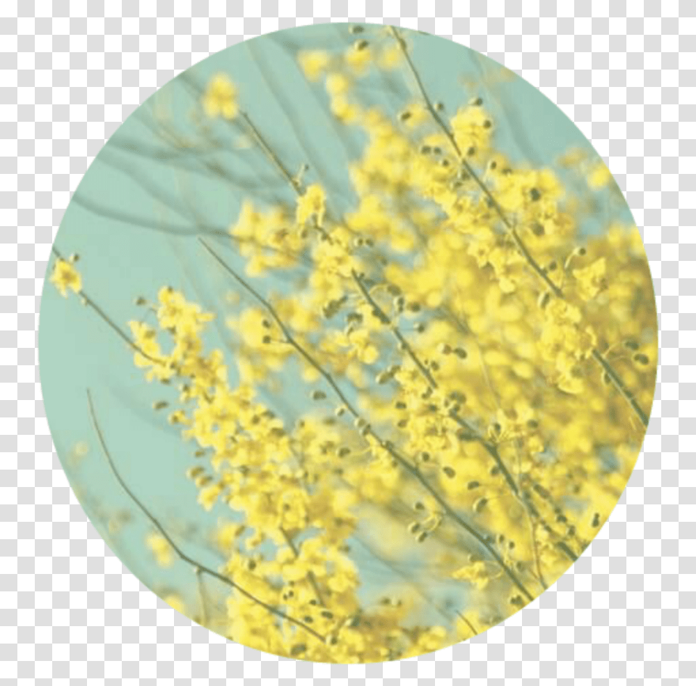Aestheticbackground Background Aesthetic Pastel Light Yellow Yellow Aesthetic, Plant, Flower, Blossom, Pollen Transparent Png