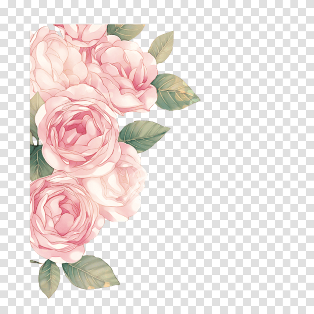 Aestheticoverlaysoverlaypngoverlaystickerediteditsstick Pink Roses, Plant, Flower, Blossom, Peony Transparent Png