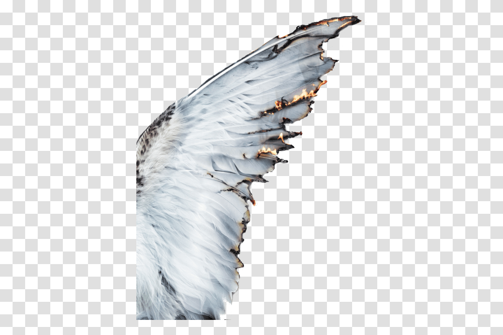 Aesthetics Castiel Photography Angel Angel Wings Aesthetic, Bird, Animal, Dove Transparent Png
