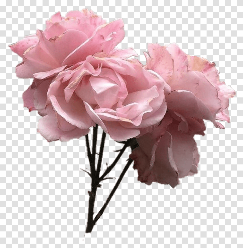 Aesthetics Pink Grey Image Pastel Aesthetic Flower, Plant, Blossom, Peony, Rose Transparent Png