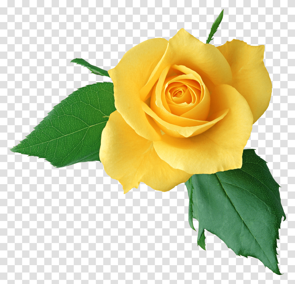 Afficher Limage Dorigine Natures Beauty Yellow, Rose, Flower, Plant, Blossom Transparent Png