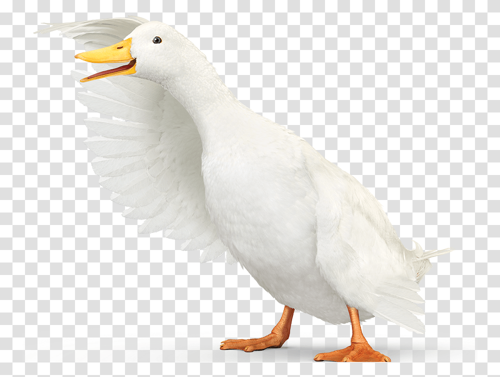 Aflac Duck, Bird, Animal, Goose, Beak Transparent Png