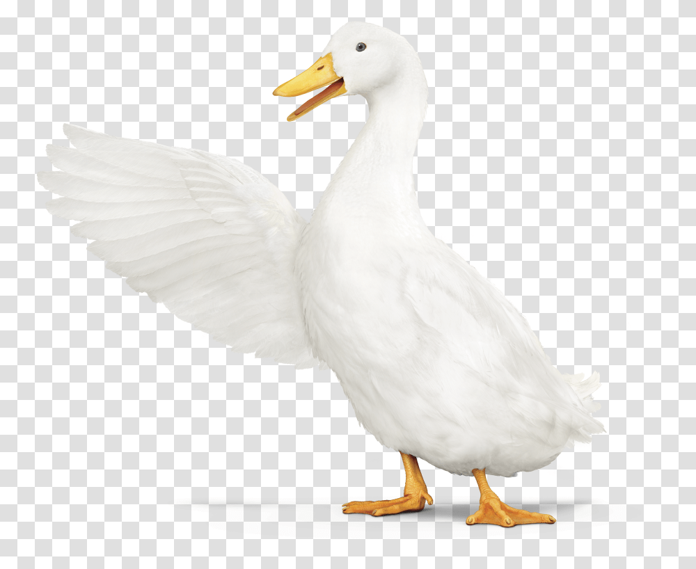 Aflac Duck Pointing Left Aflac Duck Transparent Png