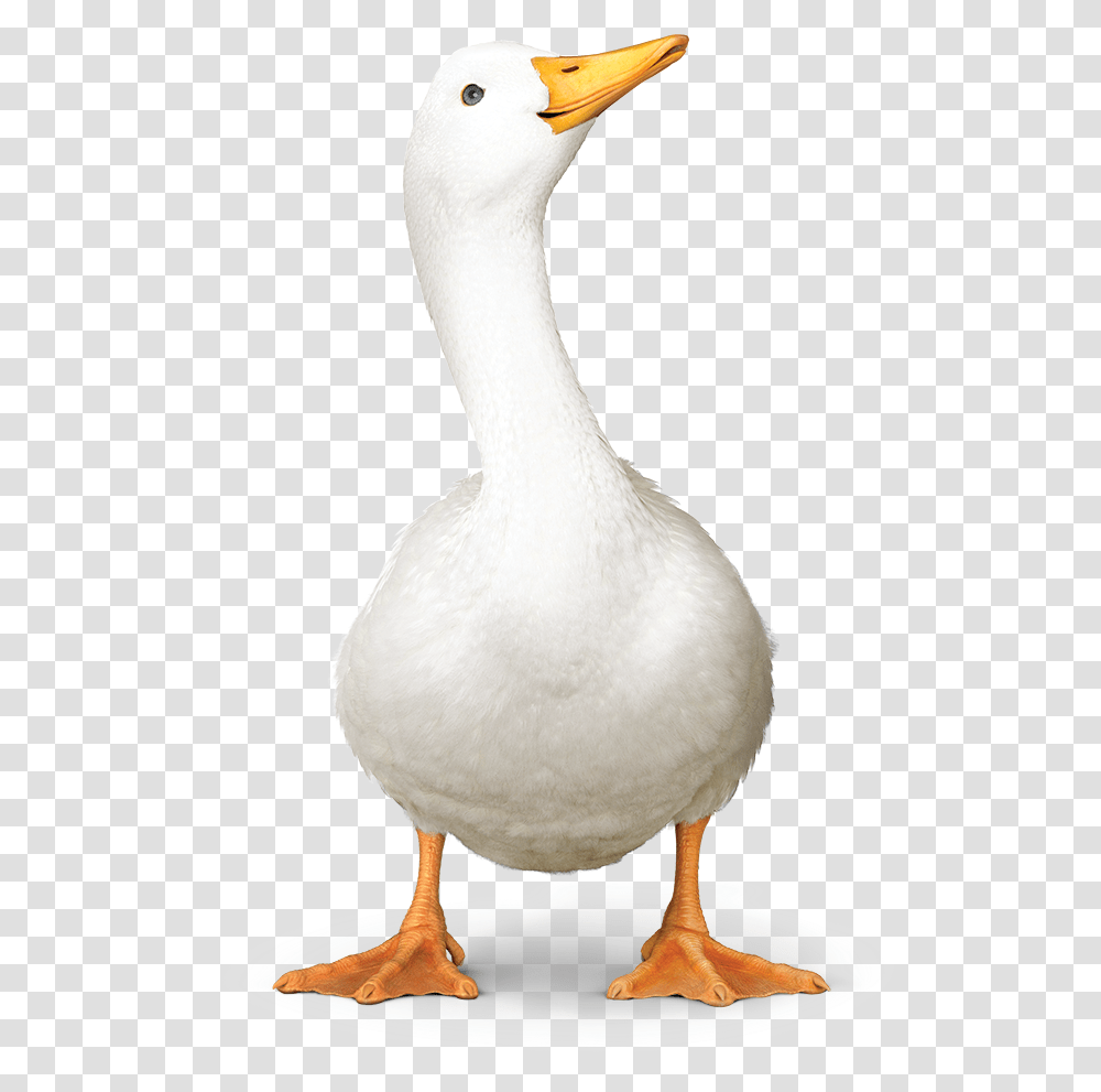 Aflac Duck01 Aflac Duck, Bird, Animal, Goose, Waterfowl Transparent Png