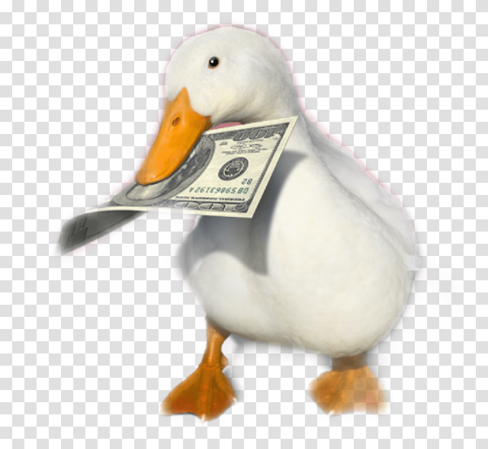 Aflac You've Heard Of Elf On The Shelf Now Get Ready For, Bird, Animal, Duck, Beak Transparent Png