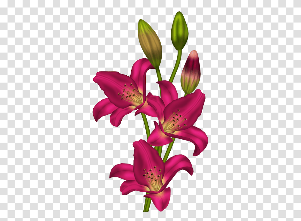 Aflame Flowers Flowers Clip Art And Lilium, Plant, Blossom, Lily, Pollen Transparent Png