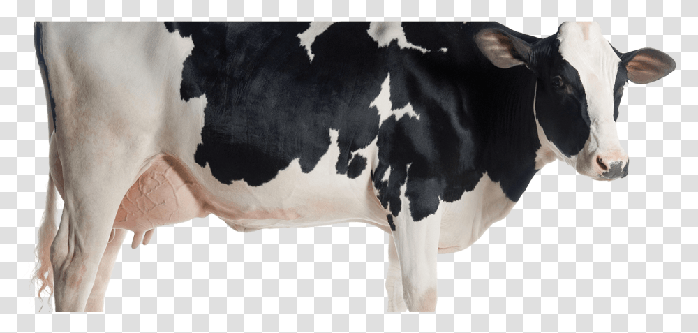 Aflatoxin Effects On Cattle, Cow, Mammal, Animal, Dairy Cow Transparent Png