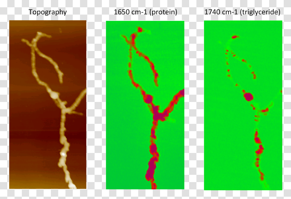 Afm Ir Of Streptomyces Bacteria Transparent Png