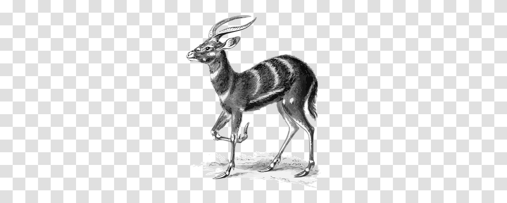 Africa Nature, Animal, Mammal, Deer Transparent Png