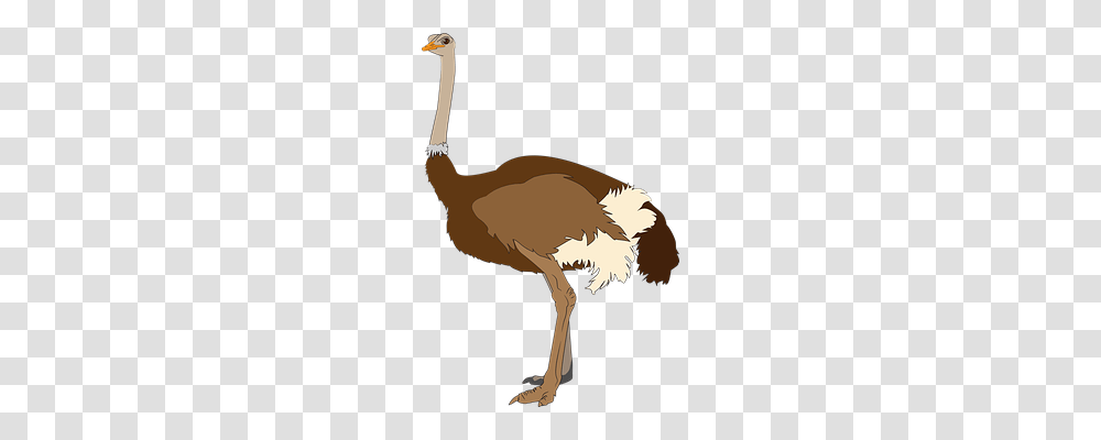 Africa Animals, Bird, Ostrich Transparent Png