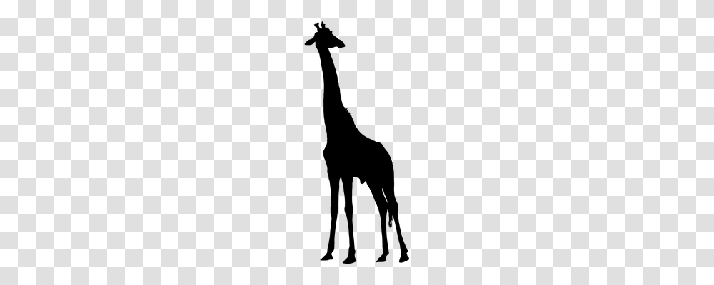 Africa Animals, Gray, World Of Warcraft Transparent Png