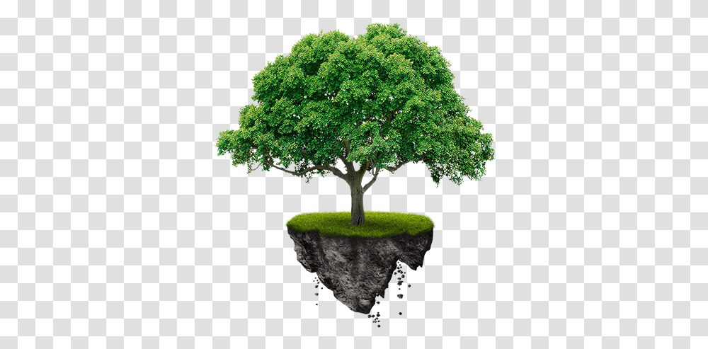 Africa Breathing Proffessional Tree Services Tree Images, Plant, Oak, Cross, Symbol Transparent Png