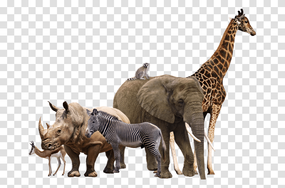 Africam Safari Maasai Mara Rhinoceros African Elephant Background Animals, Wildlife, Mammal, Zebra, Giraffe Transparent Png