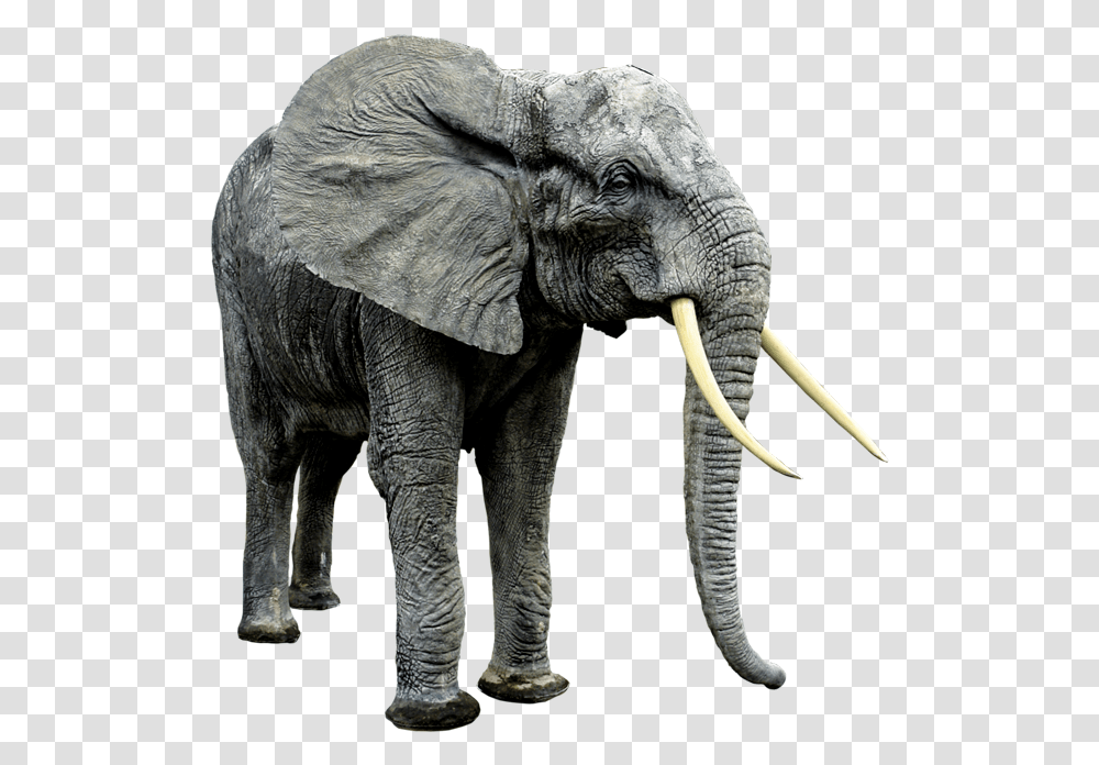 African Animals Big Animal And Small Animal, Elephant, Wildlife, Mammal Transparent Png