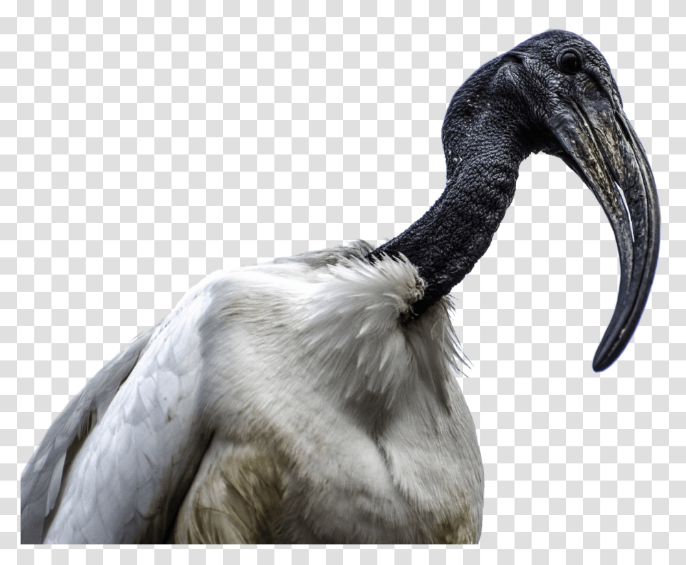 African Bird Image African Sacred Ibis, Animal, Stork, Beak, Vulture Transparent Png