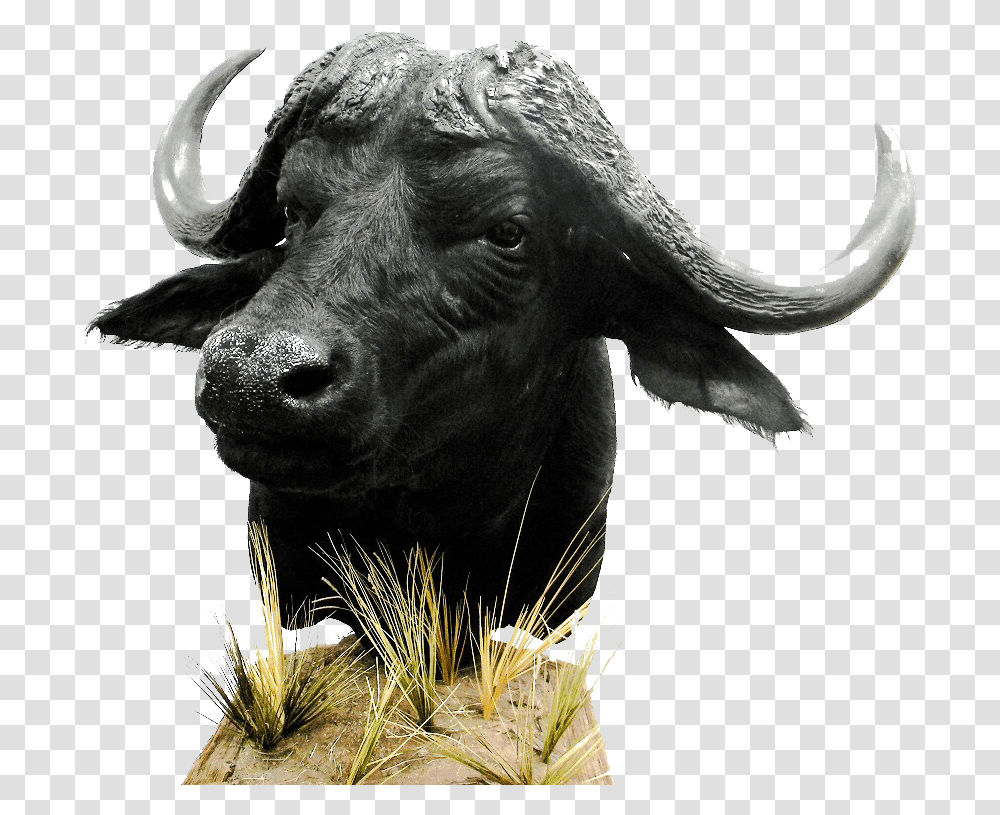 African Buffalo Bull, Wildlife, Mammal, Animal, Elephant Transparent Png