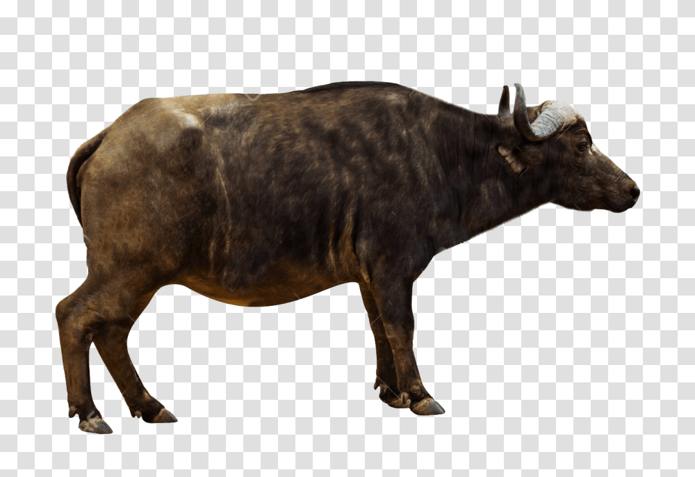 African Buffalo Pics, Cow, Cattle, Mammal, Animal Transparent Png