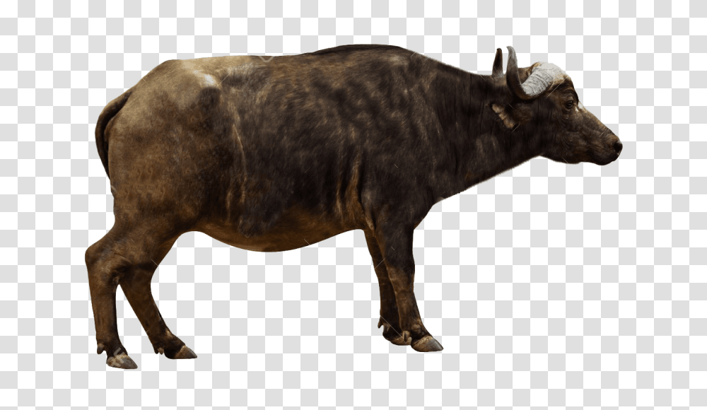 African Buffalo Side View, Cow, Cattle, Mammal, Animal Transparent Png