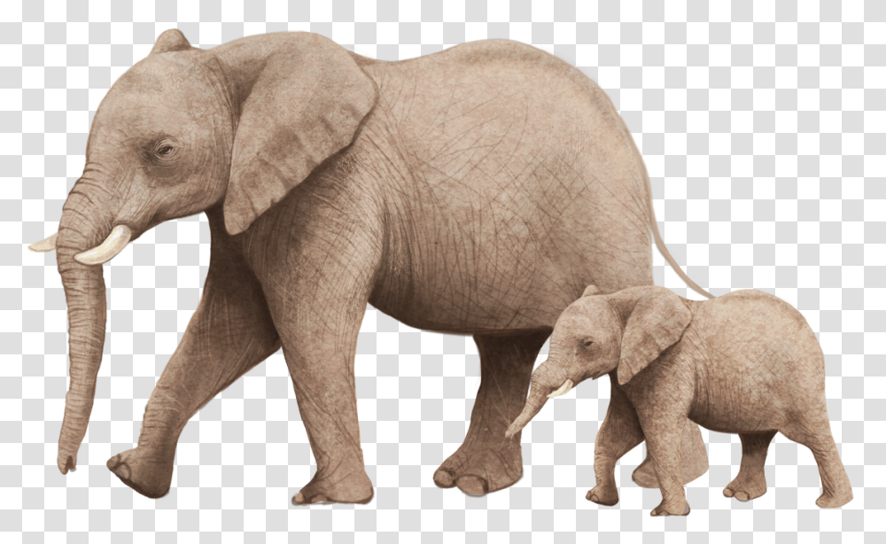 African Bush Elephant Illustration, Wildlife, Mammal, Animal Transparent Png