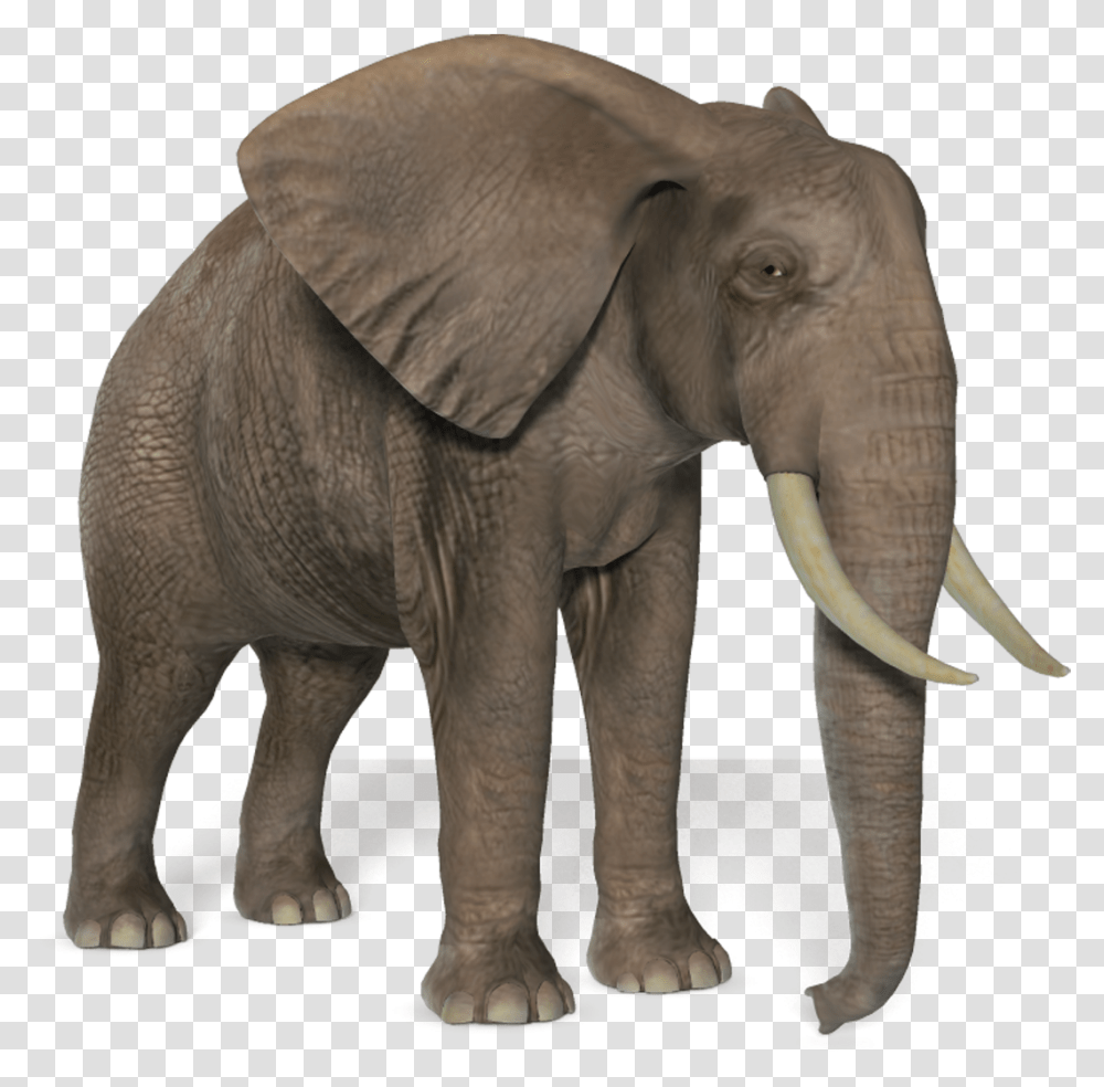 African Bush Elephant, Wildlife, Mammal, Animal Transparent Png
