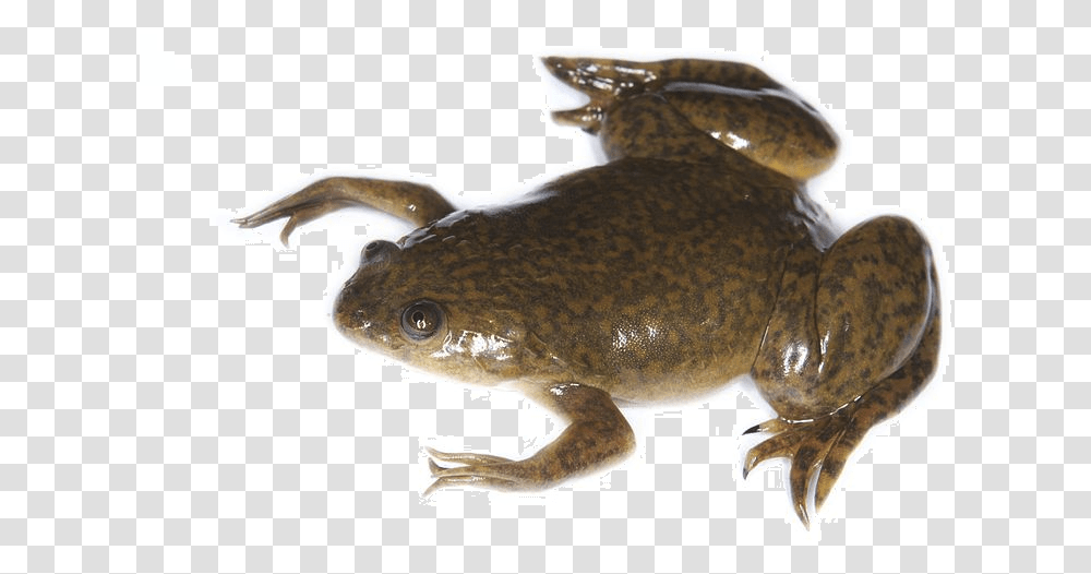 African Clawed Frog, Wildlife, Animal, Amphibian, Tadpole Transparent Png