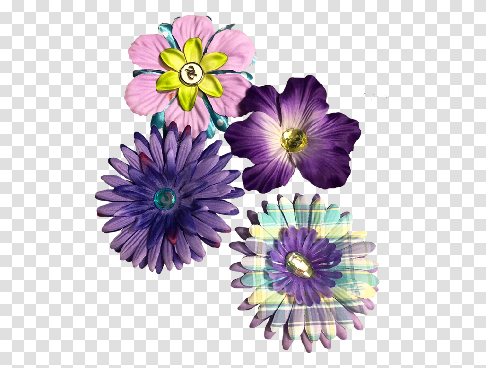 African Daisy, Dahlia, Flower, Plant, Blossom Transparent Png