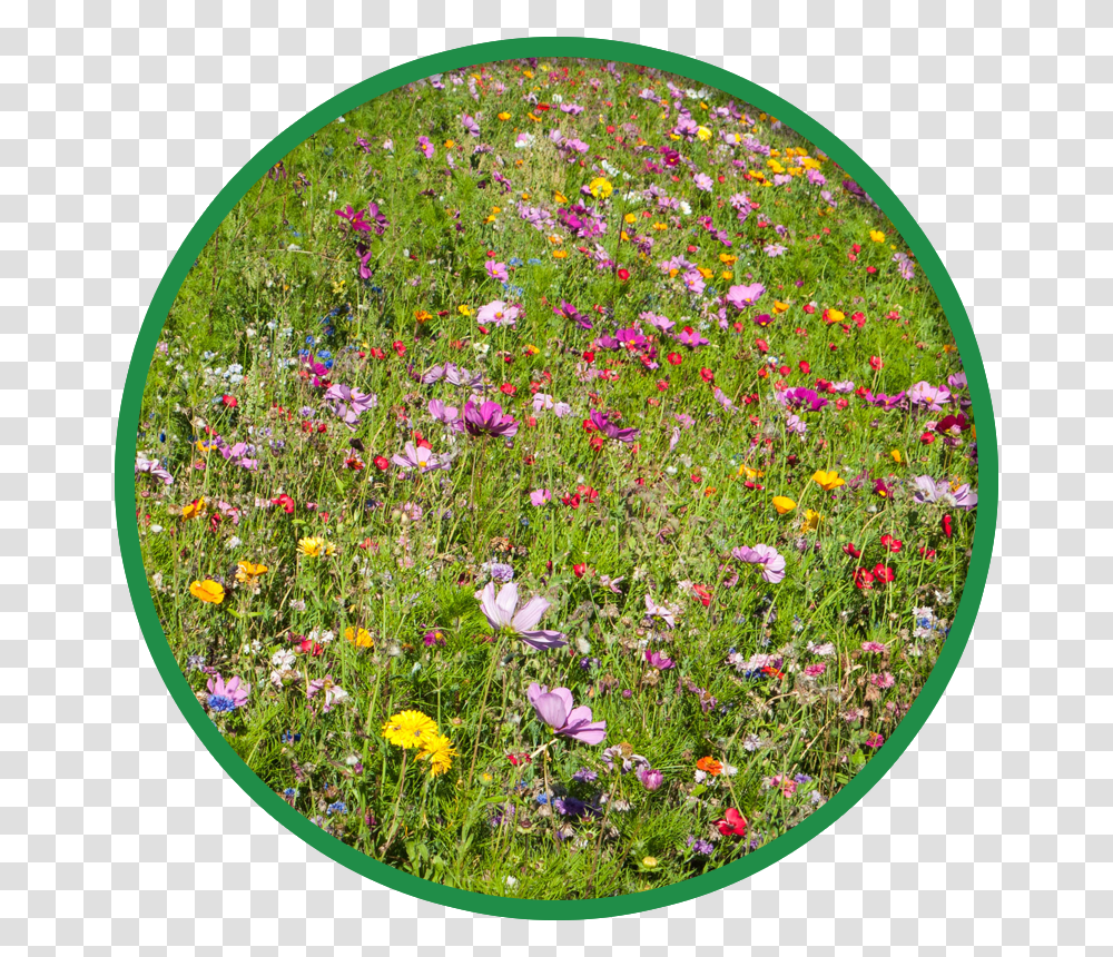 African Daisy, Geranium, Flower, Plant, Petal Transparent Png