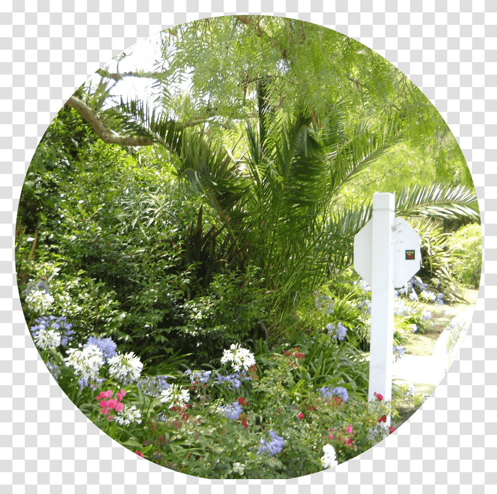African Daisy, Outdoors, Garden, Plant, Vegetation Transparent Png
