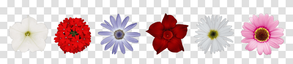 African Daisy, Petal, Flower, Plant, Blossom Transparent Png