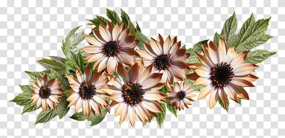 African Daisy, Plant, Flower, Blossom, Dahlia Transparent Png