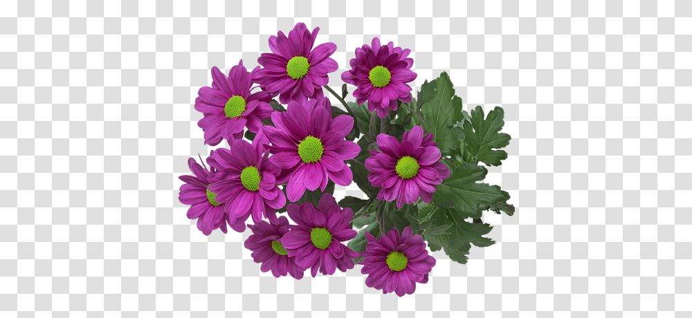 African Daisy, Plant, Flower, Blossom, Daisies Transparent Png