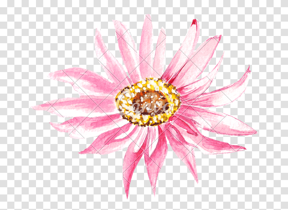 African Daisy, Plant, Flower, Blossom, Daisies Transparent Png