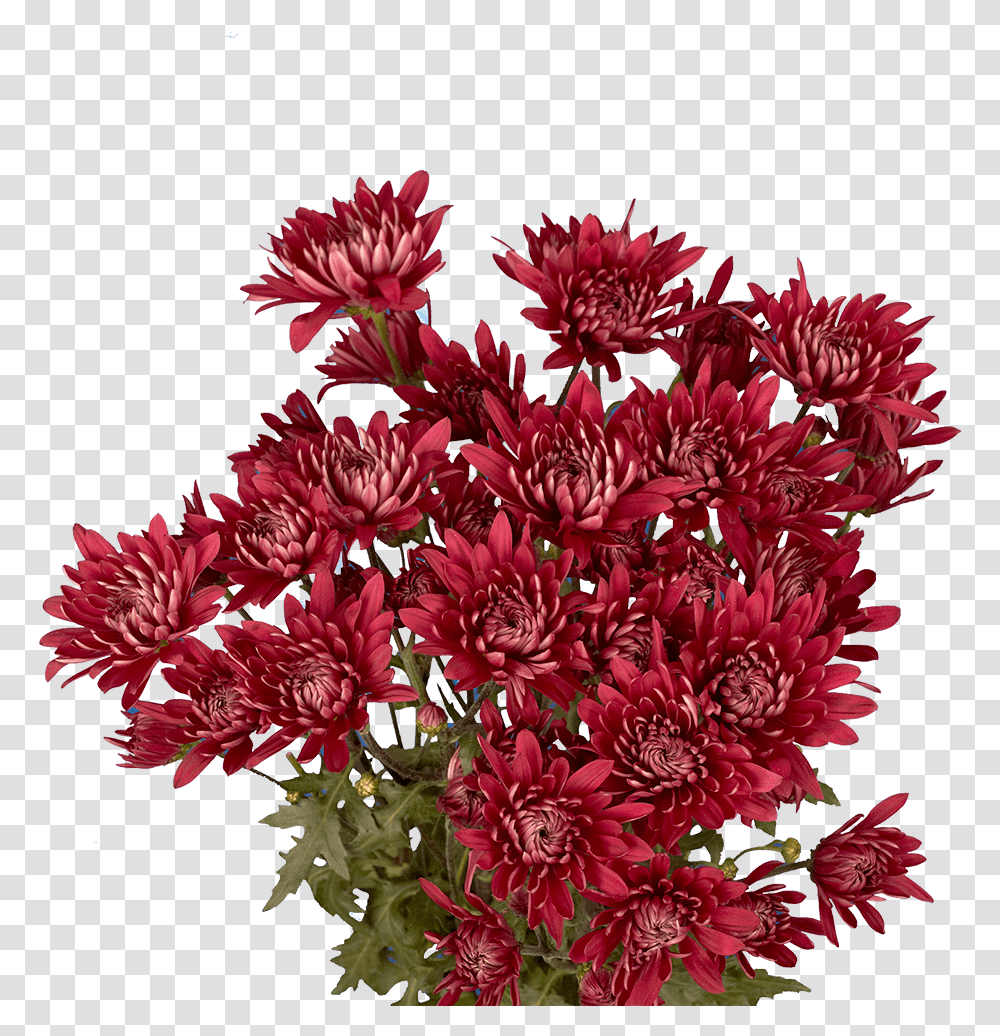 African Daisy, Plant, Flower, Blossom, Flower Bouquet Transparent Png