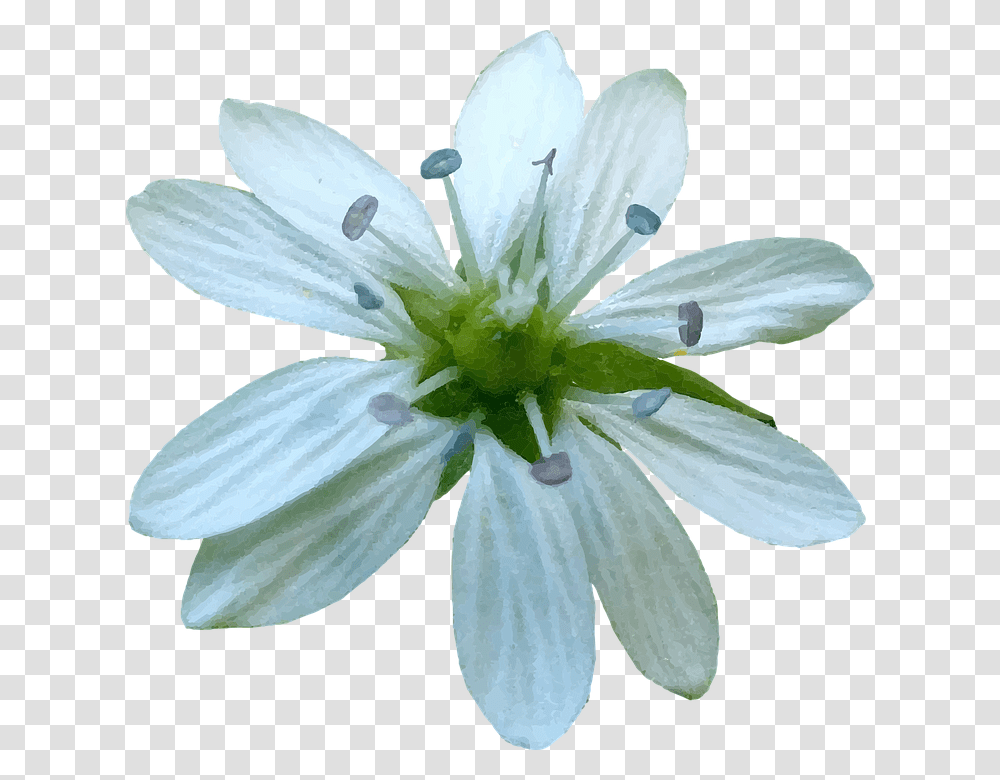 African Daisy, Plant, Flower, Blossom, Geranium Transparent Png