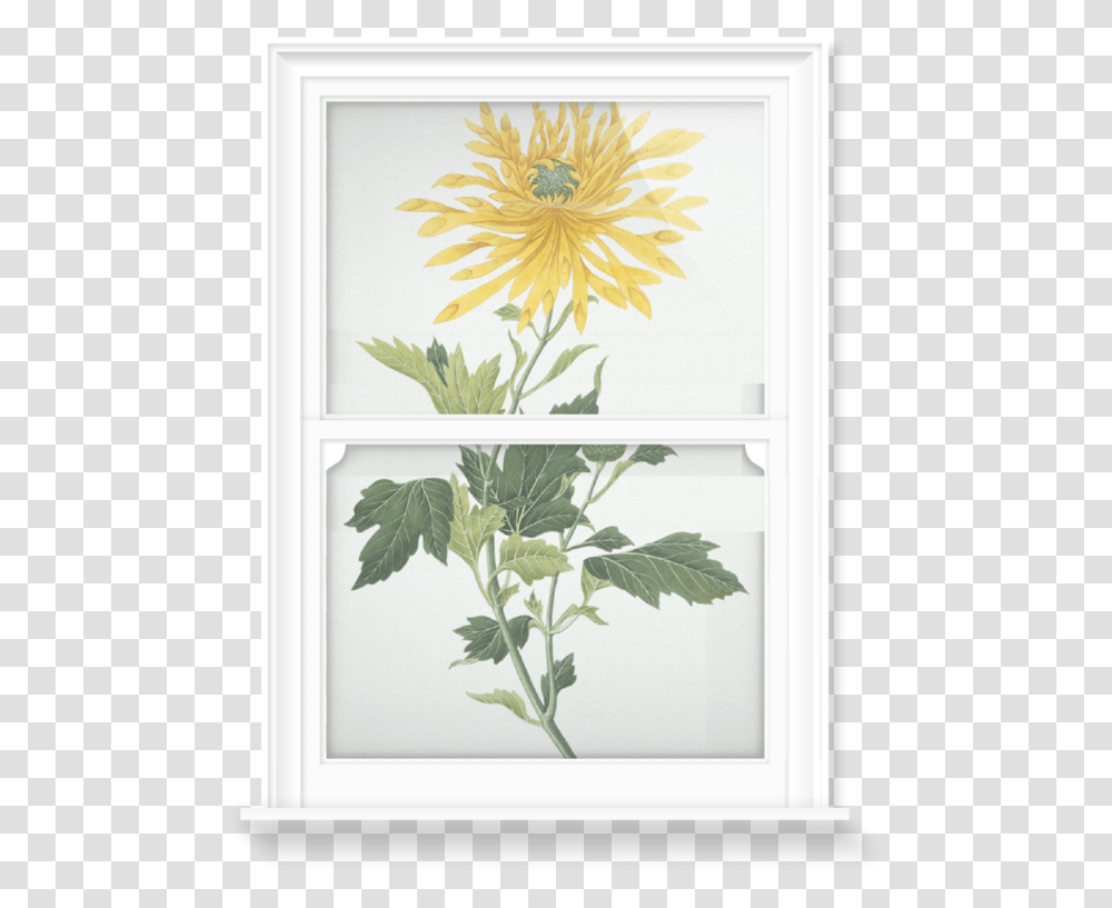 African Daisy, Plant, Flower, Blossom, Home Decor Transparent Png