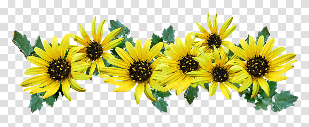 African Daisy, Plant, Flower, Blossom, Petal Transparent Png