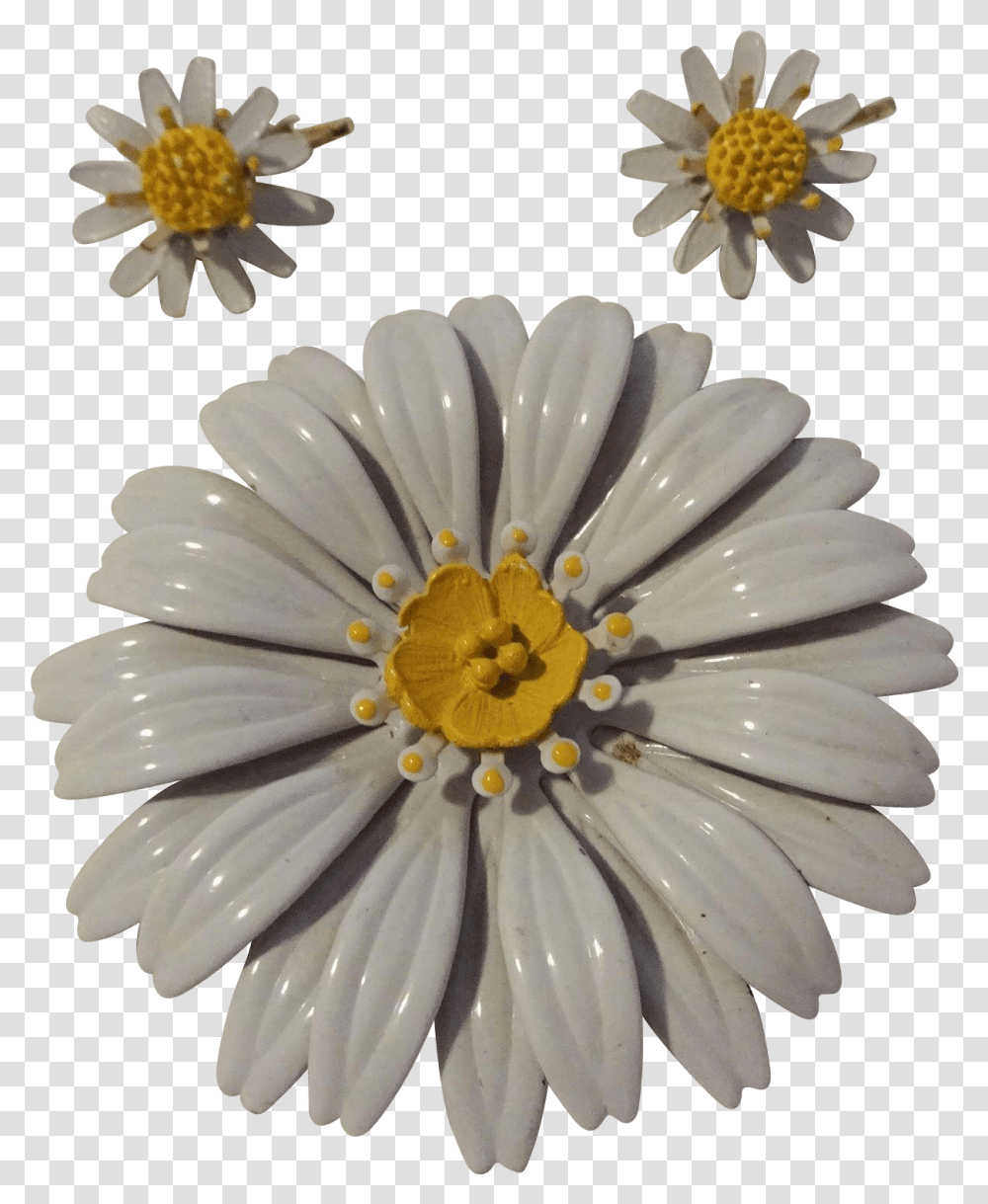 African Daisy, Plant, Flower, Daisies, Blossom Transparent Png