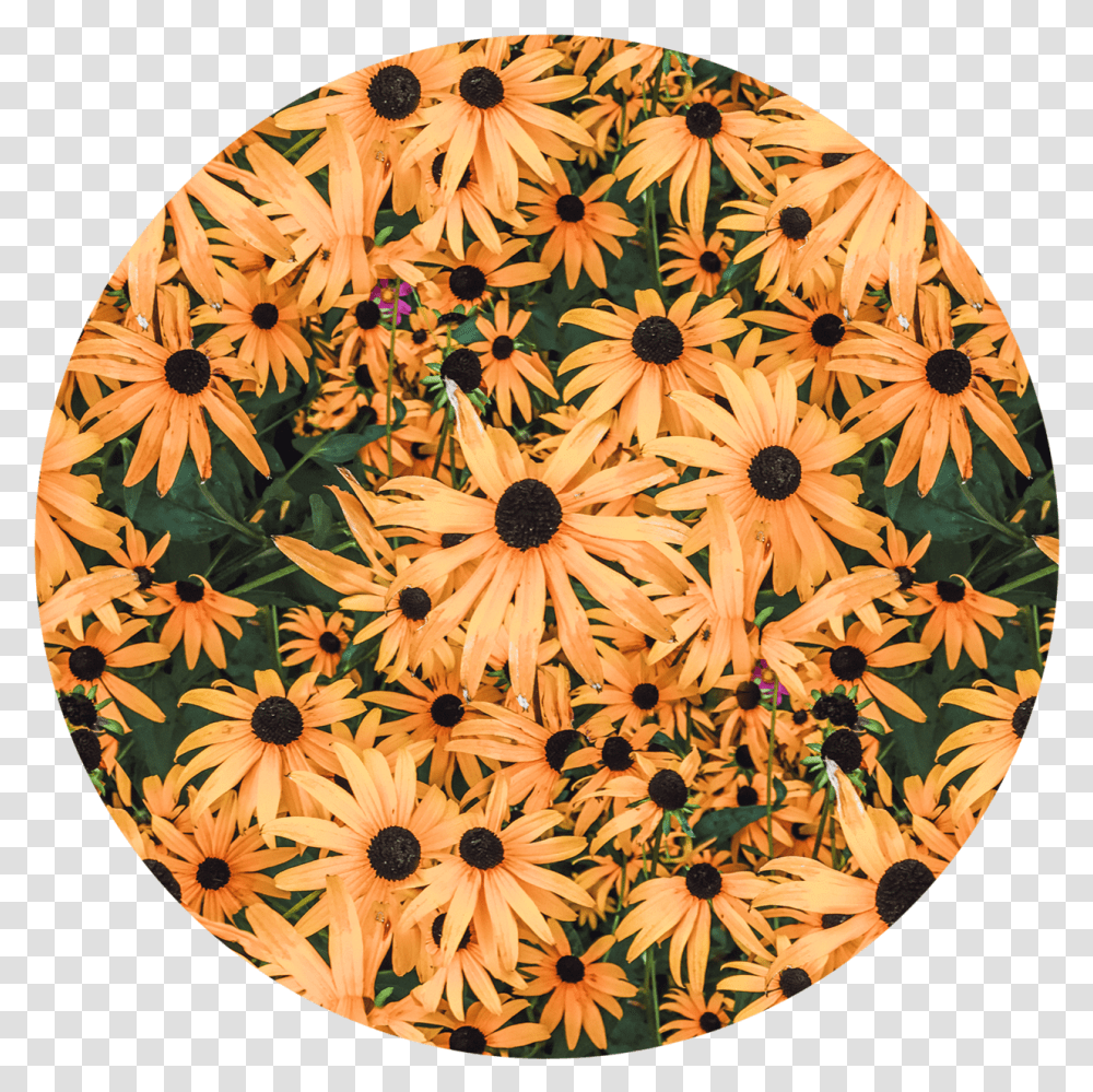 African Daisy, Rug, Plant Transparent Png