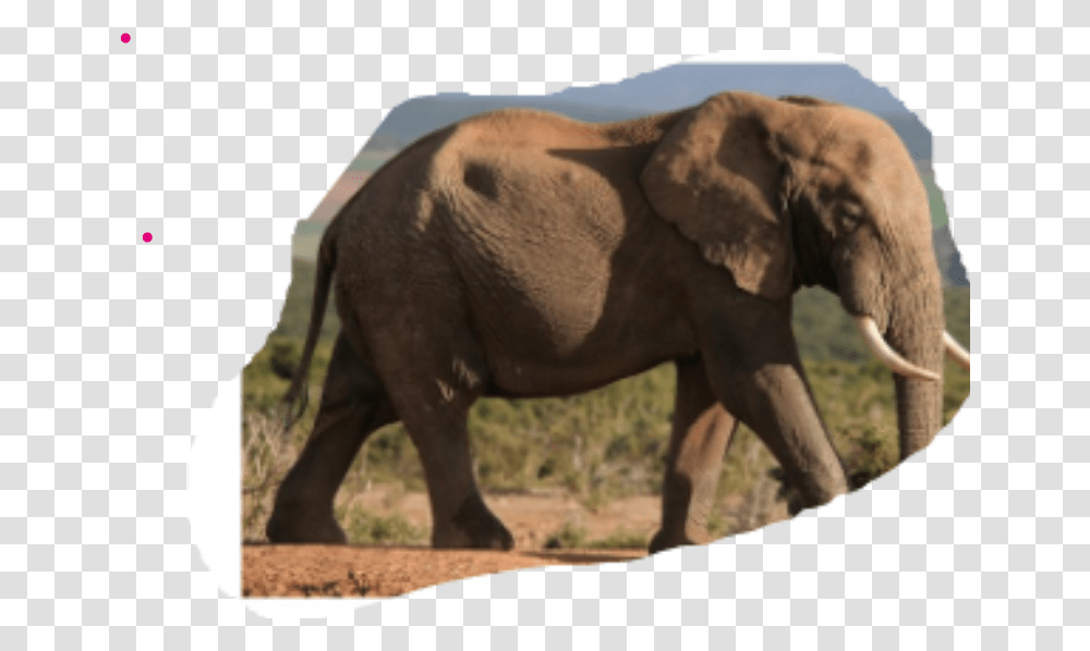 African Elephant Animal, Wildlife, Mammal Transparent Png