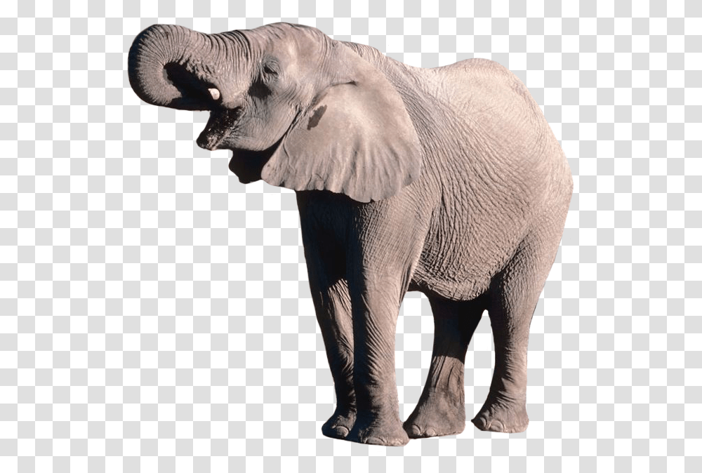 African Elephant Background, Wildlife, Mammal, Animal Transparent Png