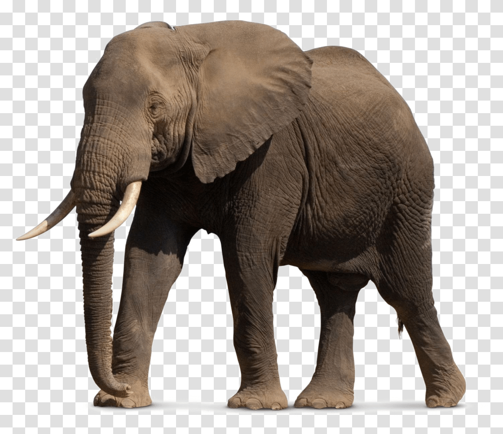 African Elephant File African Elephant, Wildlife, Mammal, Animal Transparent Png
