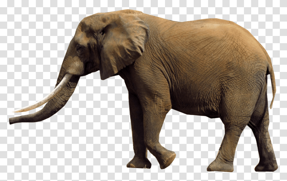 African Elephant Graph Of African Elephant Population, Wildlife, Mammal, Animal Transparent Png