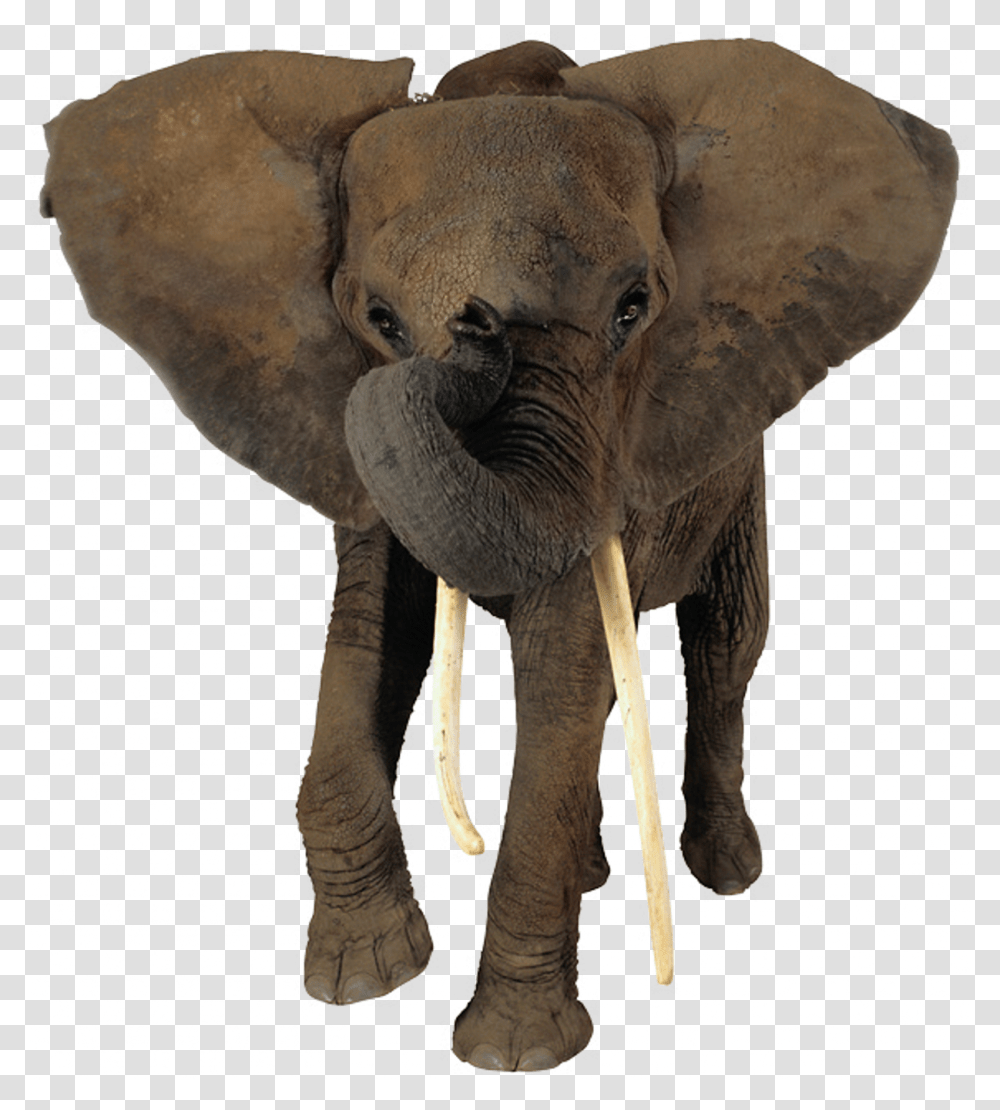 African Elephant Head Background Elephant, Wildlife, Mammal, Animal, Waterfowl Transparent Png