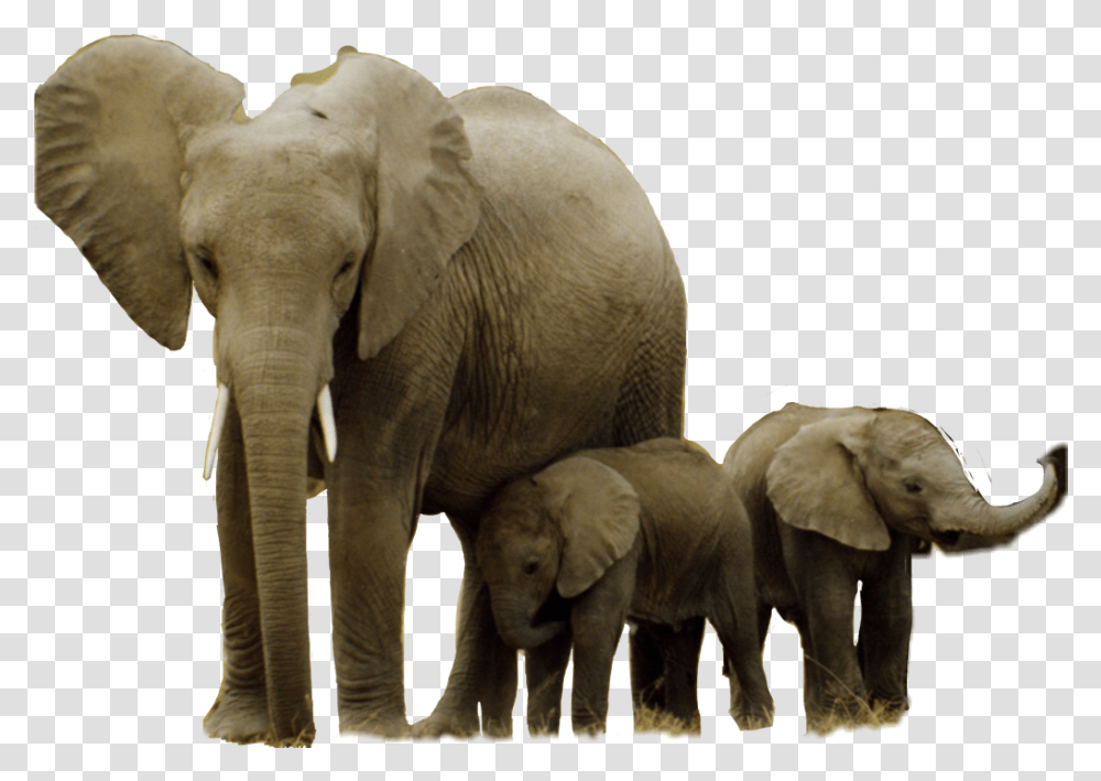 African Elephant Hwange National Park Asian Elephant Strong Herbivores, Wildlife, Mammal, Animal Transparent Png