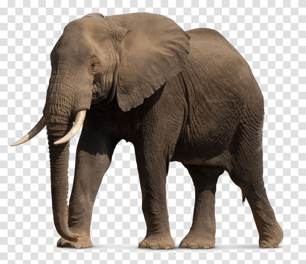 African Elephant, Wildlife, Mammal, Animal Transparent Png