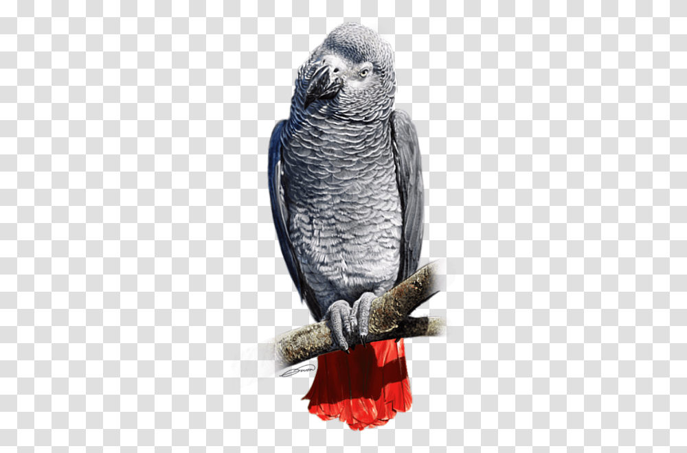 African Grey Parrot, Bird, Animal Transparent Png