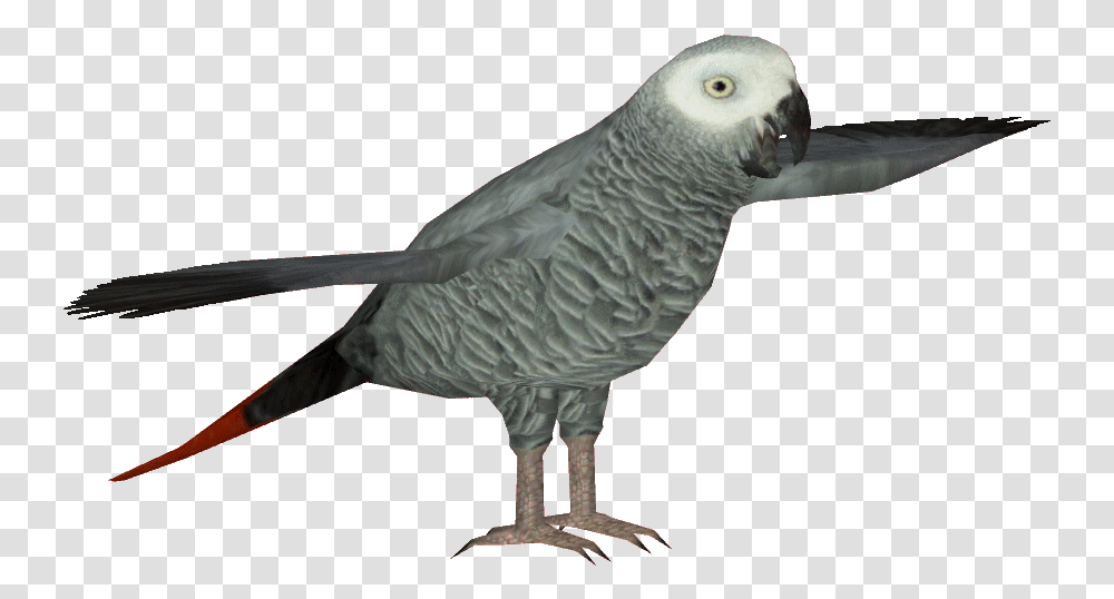 African Grey Parrot Clipart African Grey, Bird, Animal, Dodo Transparent Png